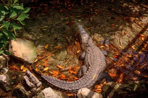 A huge crocodile basks in the sun in fallen leaves. Stock Photos