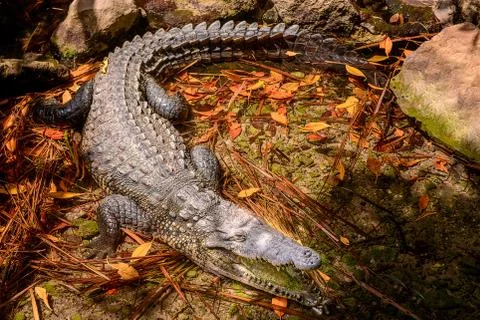 A huge crocodile basks in the sun in fallen leaves. Stock Photos
