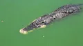 Huge crocodile in green water HD Footage