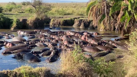 A huge crowd of hippos lie in the river and bask in the sun 库存影片 170072504