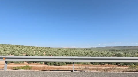 Huge cultivated fields of olive trees seen from a vehicle driving Stock-Footage 342493570