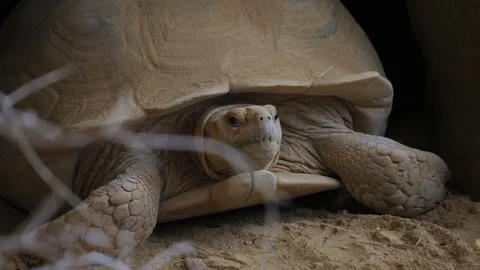 A huge cute turtle sticks his head out of his shell and retracts his head Stock Footage 289622777