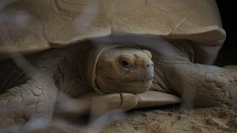 A huge cute turtle sticks his head out of his shell. Hearty animal. Close Stock Footage 289623569