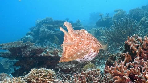 Huge Cuttelfish dance Stock Footage 338187925