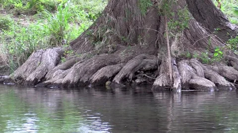 Huge Cypress tree in water on a stream Stock Footage 53311915
