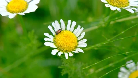 Huge daisy flower and bee Stock-Footage 195074416