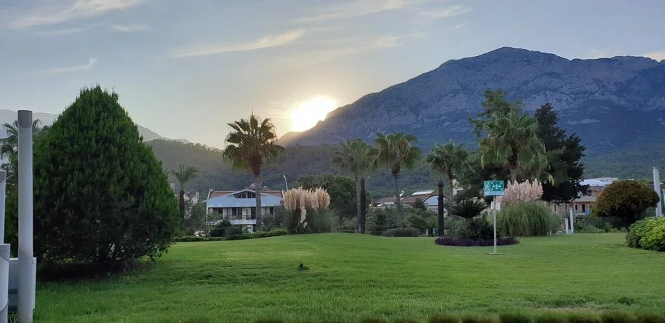 Huge dandelions at sunset Foto stock