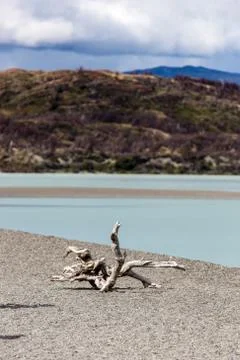 Huge dead branch on path during low tide in Glacier Gray, beautiful mountain  Stock Photos