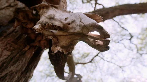 Huge Dead buffalo skull on tree. Slow motion lens flare Video stock 96125225
