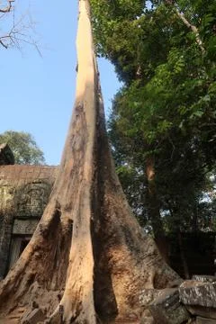 Huge dead tree with massive roots growing over and through stone of ancient Stock Photos