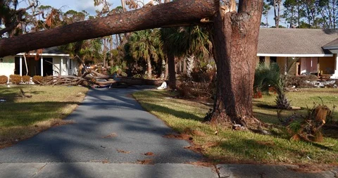 Huge downed pine trees, and gutted houses slow drive by after Hurricane Michael Stock Footage 98157224