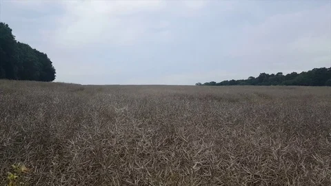 Huge dried rapeseed field surrounded by green trees, sky, Mecklenburg, Germany Видео 78730775