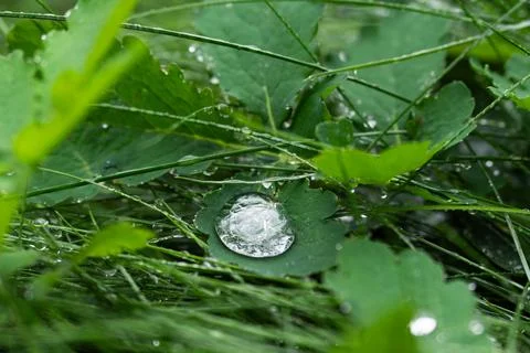 Huge drop of dew like a pancake on a clover leaf Stock Photos