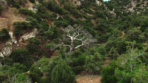 A huge dry tree among junipers on a mountainside Video stock 151141939