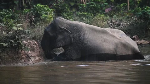 Huge dusty elephant sits down to bathe in water in Corbett national park Video stock 296313464