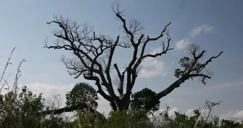 A huge dying ghost tree Stock Footage 159356713