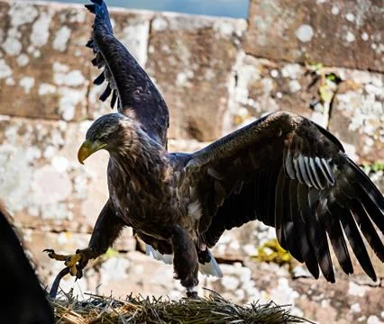 Huge eagle shot close-up of the flora and fauna of Vosges Stock Photos