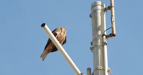 A huge eagle warbling and standing on the telegraph pole. Stock Footage 119997022