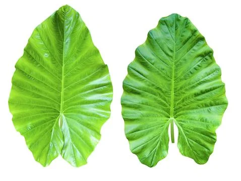 Huge Elephant Ear Leaf cut out on white background with clipping paths. Stock Photos