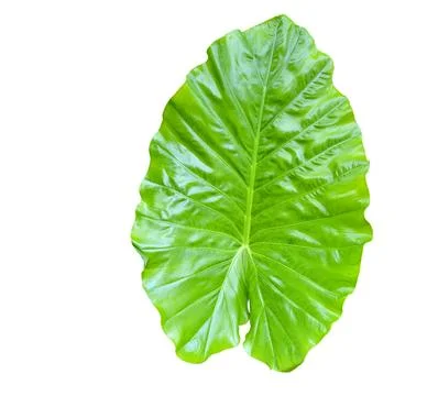 Huge Elephant Ear Leaf cut out on white background with clipping paths. Stock Photos
