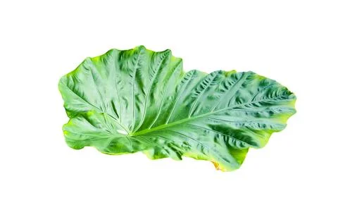 Huge Elephant Ear Leaf cut out on white background with clipping paths. Stock Photos