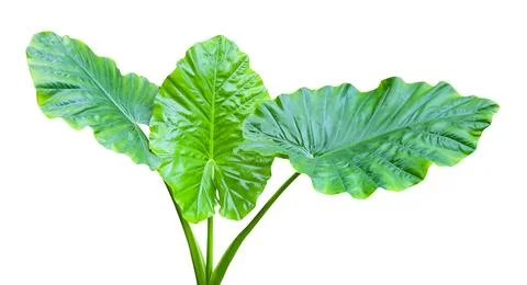 Huge Elephant Ear Leaf cut out on white background with clipping paths. Stock Photos