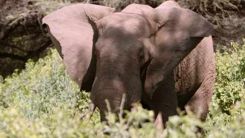 Huge elephant flapping ears in sunshine Stock Footage 96127367
