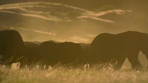 Huge Elephant Herd 01 Stock Footage 177466032