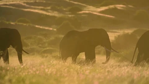 Huge Elephant Herd 02 Stock Footage 177466382