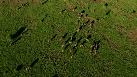 Huge Elephant Herd 08 Stock Footage 177467695