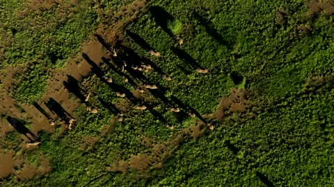 Huge Elephant Herd 09 Stock Footage 177467397