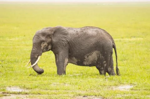 Huge elephant isolated on the trail in the savannah Stock Photos