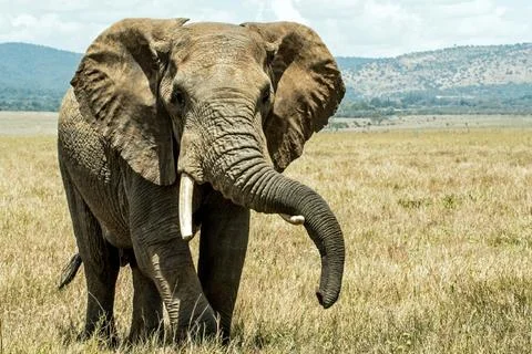 A huge elephant is walking in the middle of a vast grassland Stock Photos