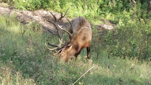 Huge Elk Grazing - 4K Stock-Footage 253494307