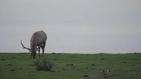 Huge Elk Grazing Stock Footage 97606645