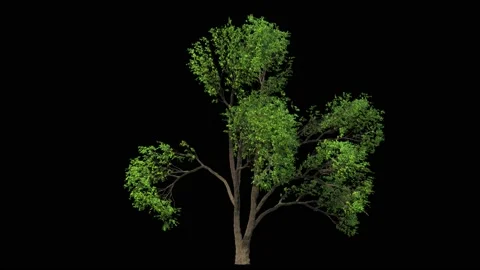 Huge elm tree isolated on black Stock Footage 159821188
