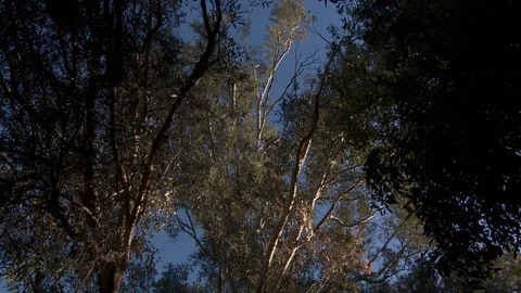 A huge Eucalyptus tree in a forest Stock Footage 87090192