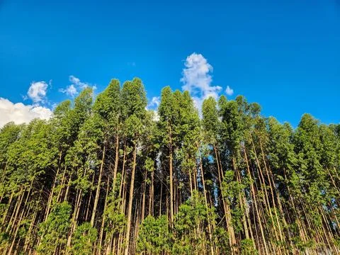 Huge eucalyptus trees and a beautiful blue sky Stock Photos