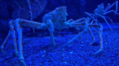Huge exotic crab moving underwater among aquarium fish, close-up view of an.. Stock Footage 340407344
