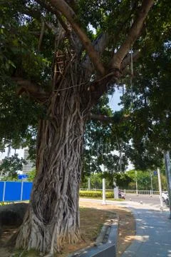 Huge exotic deciduous tree with airy roots in street Stock Photos