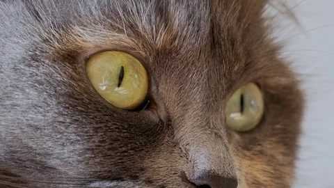Huge eyes of a cat Video stock 105820738