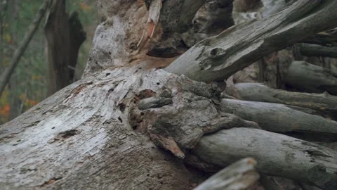 A huge fallen dry tree with broken branches looks like a rotten snag Stock Footage 143933142