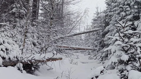 Huge Fallen Log Jam Covered In Thick Snow During Heavy Snowstorm Video stock 336496370