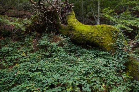 Huge fallen tree full of moss in the forest 写真素材