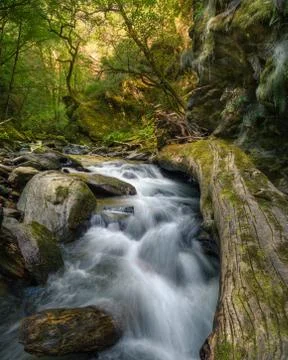Huge fallen tree trunk across a river Stock Photos