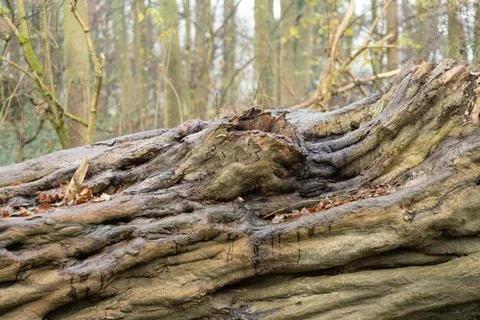 Huge fallen wet tree trunk with textured bark in forest in winter mist and fo 스톡 사진
