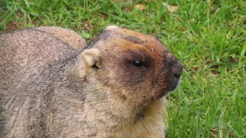 A huge fat marmot 動画素材 107681102