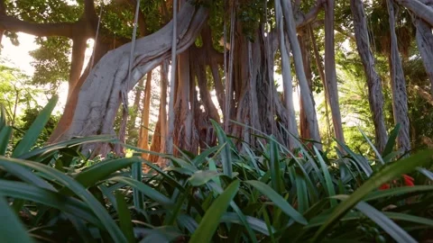 Huge ficus macrophylla tree in botanical garden on Tenerife island, Canary. Lush Stock Footage 232803502