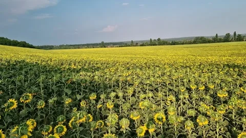 Huge field of blooming sunflowers under blue sky 库存影片 345317732