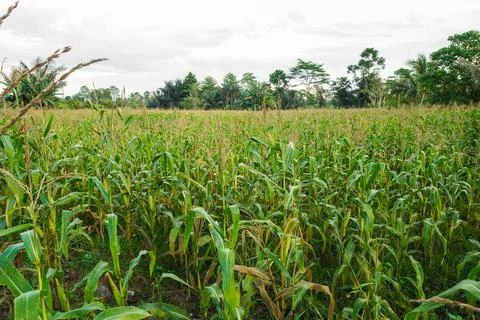 Huge Field of Corn Plants Stock Photos